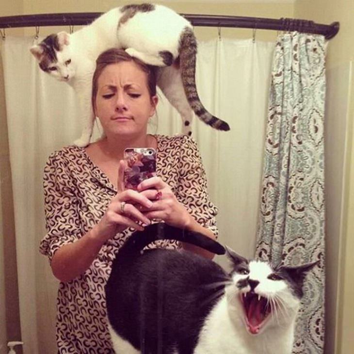fotos engraçadas de gatos que odeiam tirar fotos