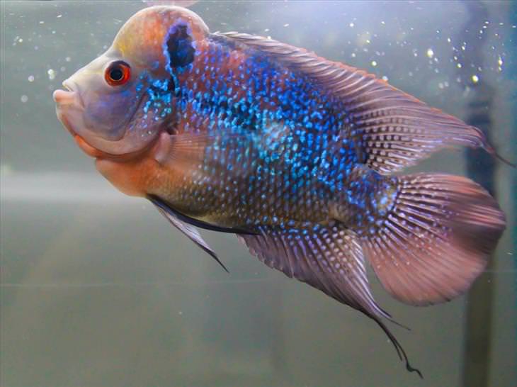 peixes mais lindos do mundo