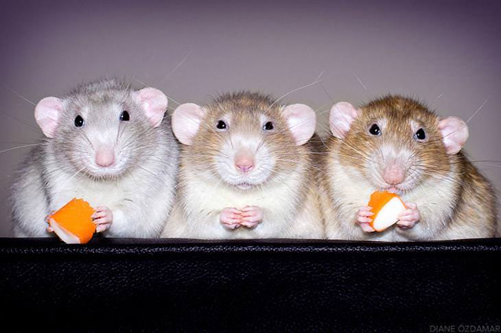 foto de ratinhos fofos da fotógrafa Diane Ozdamar