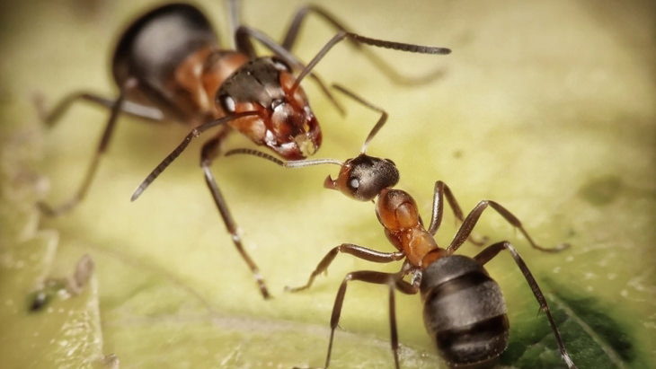 Natureza 11 curiosidades incríveis sobre as formigas