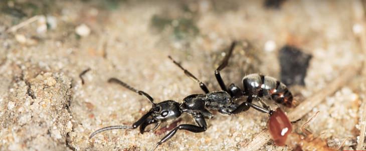 Natureza 11 curiosidades incríveis sobre as formigas