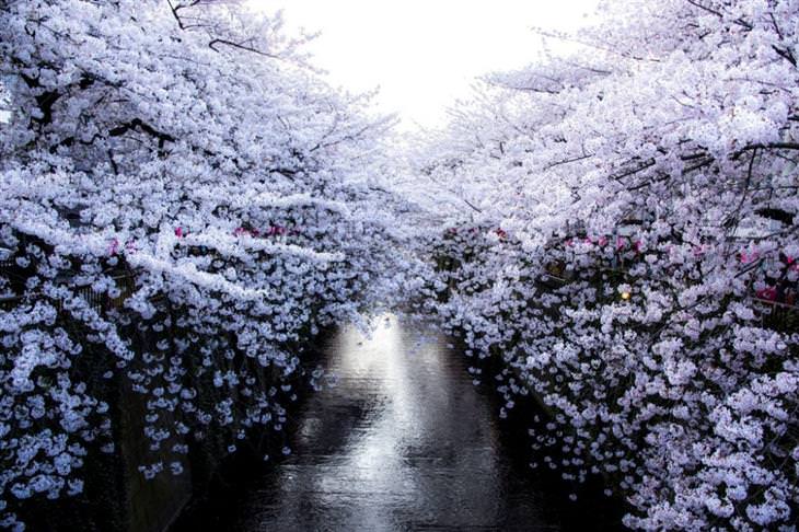 A beleza das cerejeiras em flor em todo o mundo