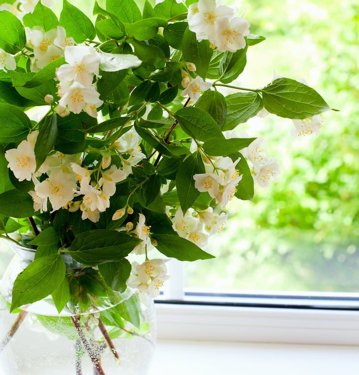 7 plantas aromáticas para um lar agradável