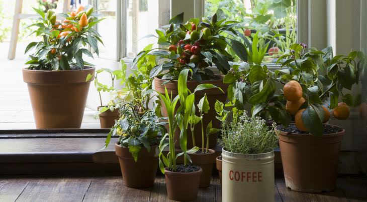 7 plantas aromáticas para um lar agradável