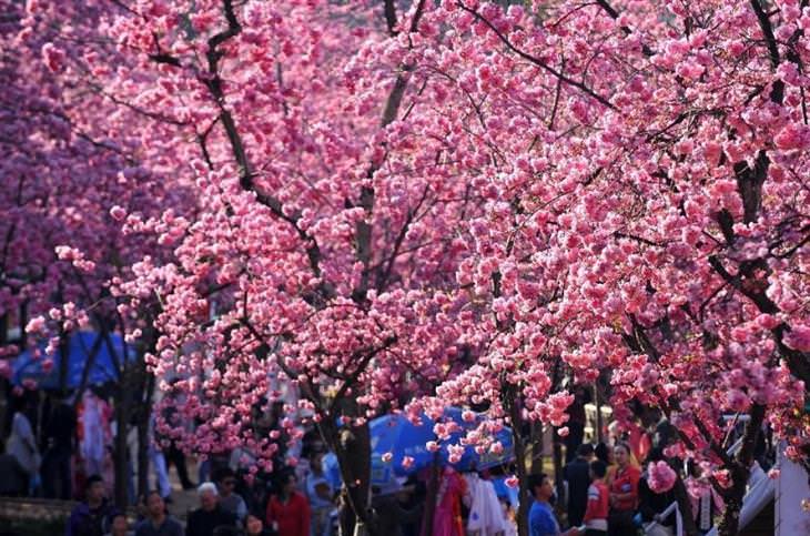 A beleza das cerejeiras em flor em todo o mundo