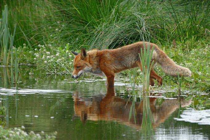 raposa olhando reflexo no lago