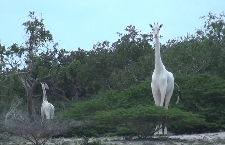 girafas brancas