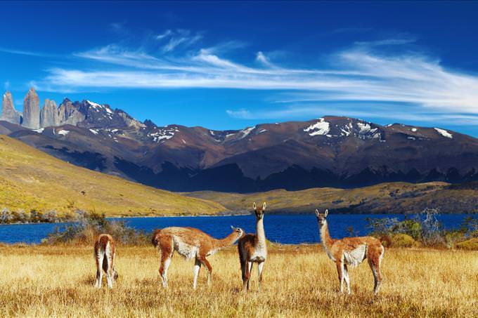 animais selvagens no Chile