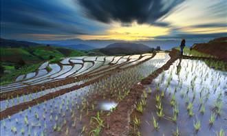 campos de arroz no Japão