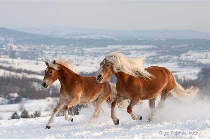 raças de cavalos