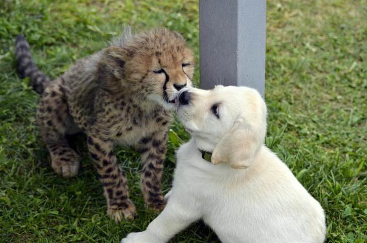 amizades entre animais