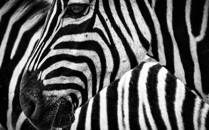 Uma zebra