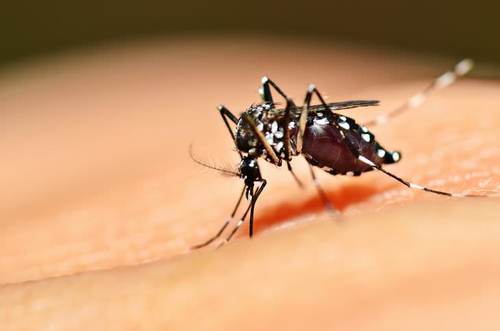dengue, Zika e Chikungunya