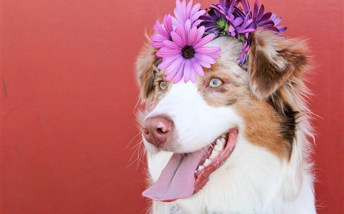 cão com uma coroa de flores na cabeça