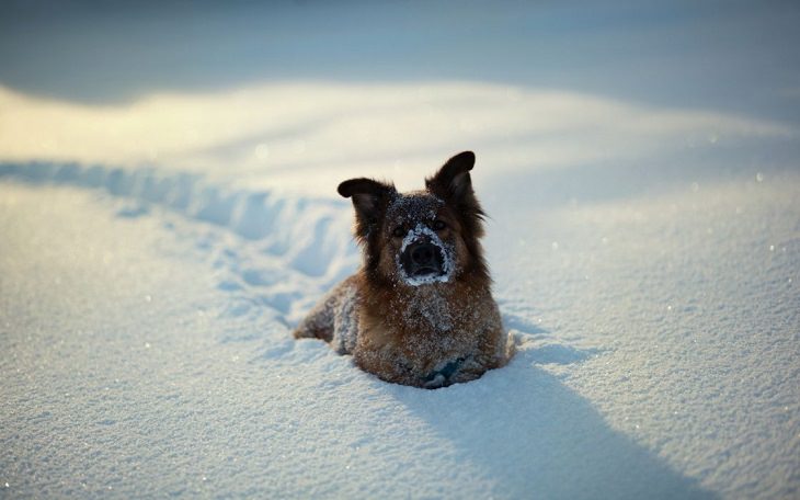 animais adoráveis na neve