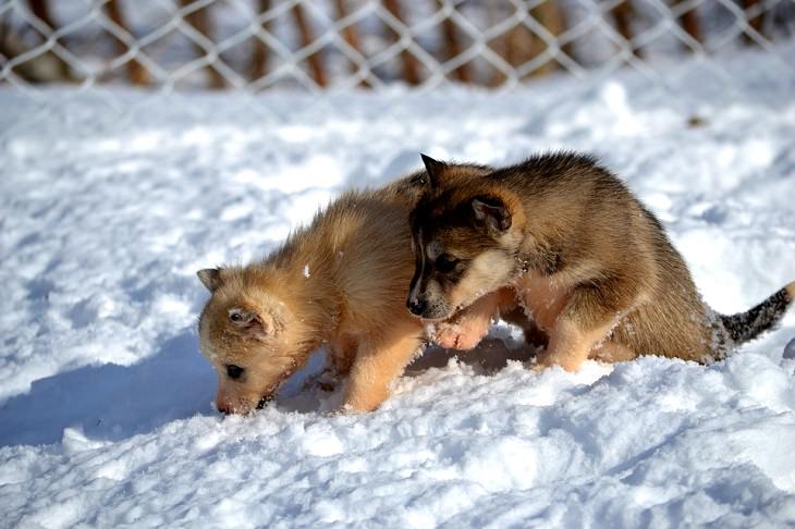 animais adoráveis na neve