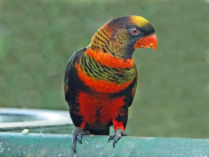 Os 10 Papagaios mais lindos do mundo