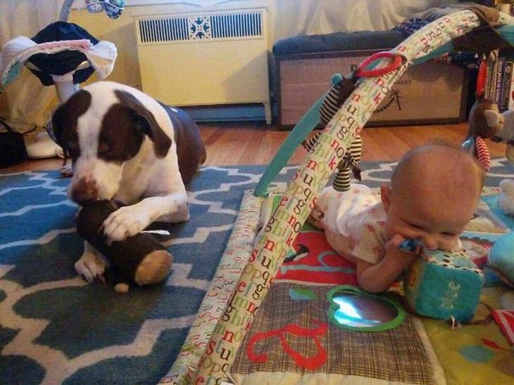cães e bebês