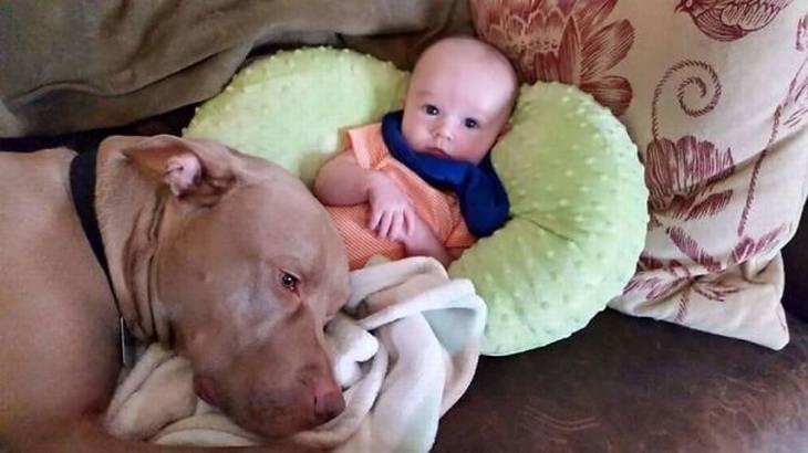cães e bebês
