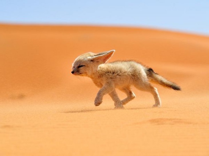 raposa-do-deserto