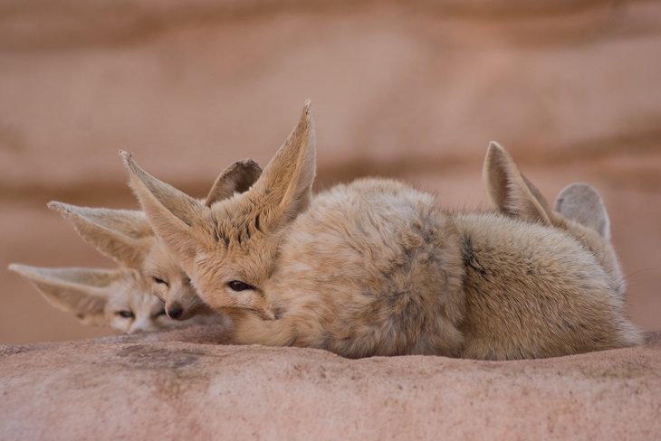 raposa-do-deserto
