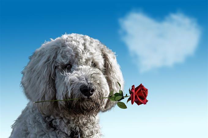 cachorrinho fofo segurando uma rosa