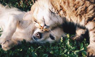 Teste de sorrisos: gato se aconchegando com um cachorro