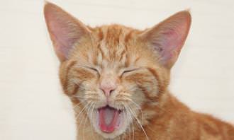 Teste de sorriso: gato bocejando