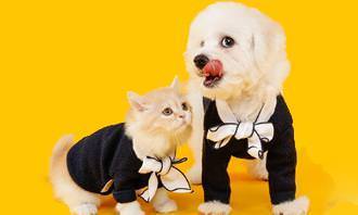 Teste de sorrisos: Gato e Cão usando terno