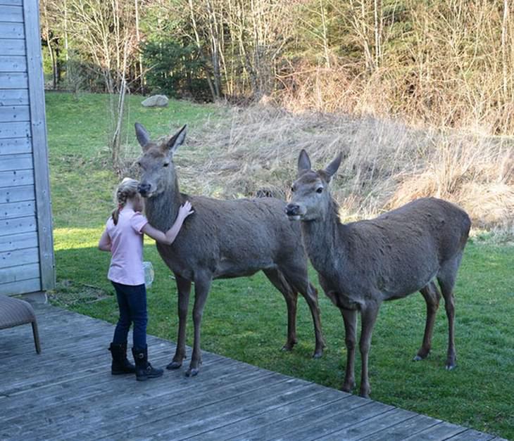 animais selvagens fazendo amizade com humanos