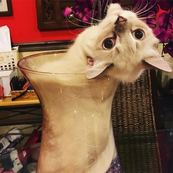 fotos hilárias de gatos líquidos