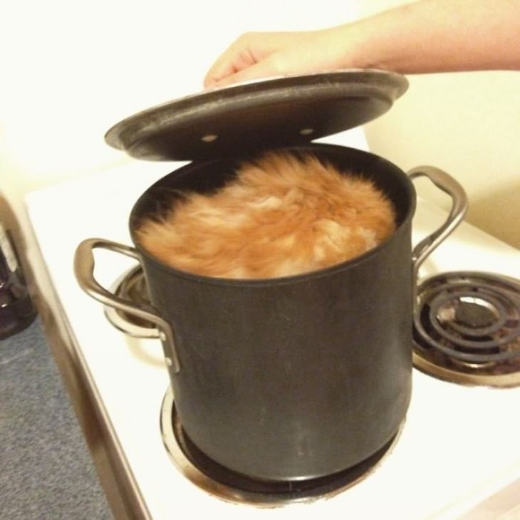 fotos hilárias de gatos líquidos