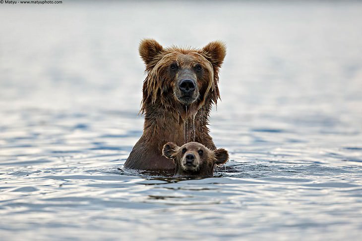 mamães urso e filhotes