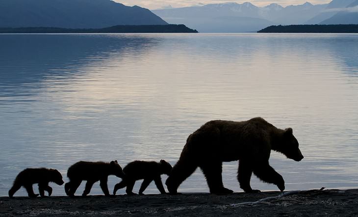 mamães urso e filhotes