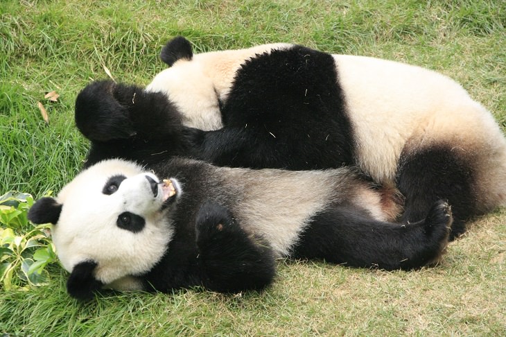 30 Fatos interessantes sobre os pandas