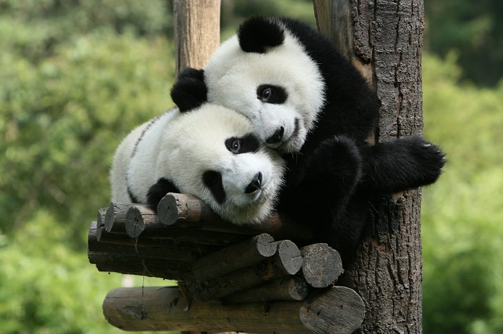 30 Fatos interessantes sobre os pandas