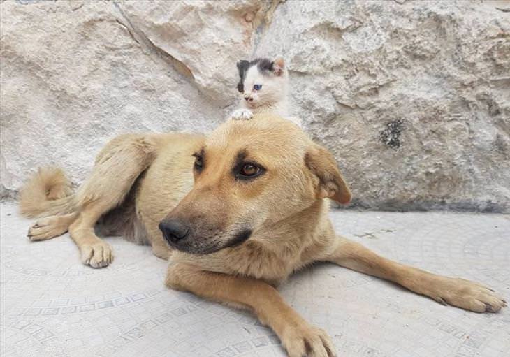 amizade entre cão e gato