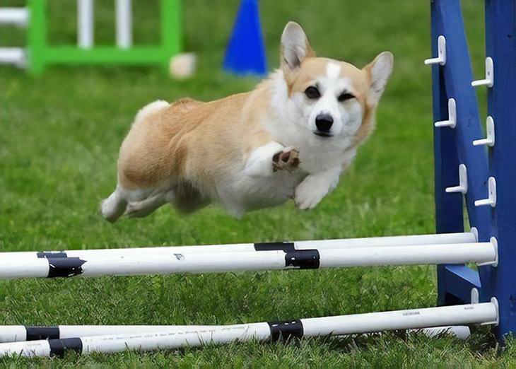 fotos engraçadas de cachorros da raça corgi