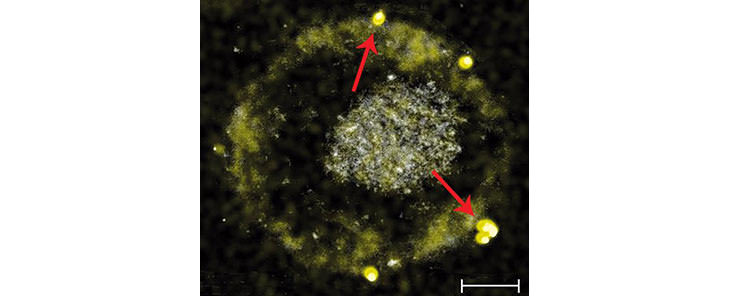 bactéria transforma metal comum em ouro