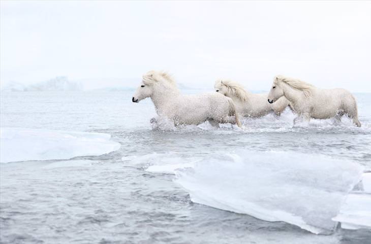 cavalos islandeses