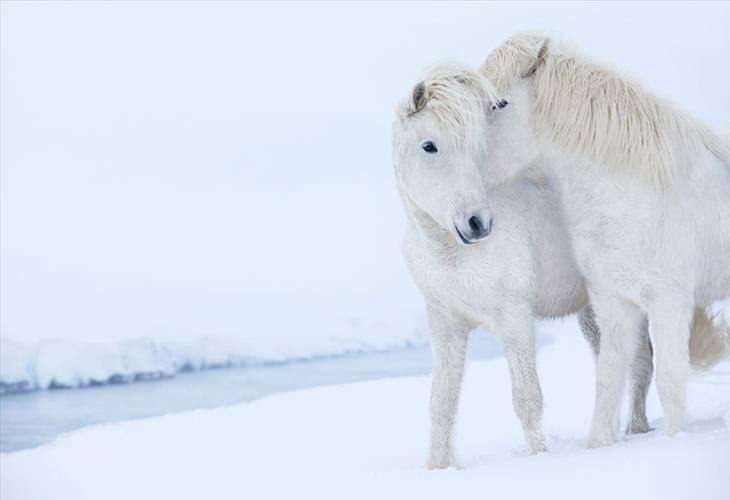 cavalos islandeses