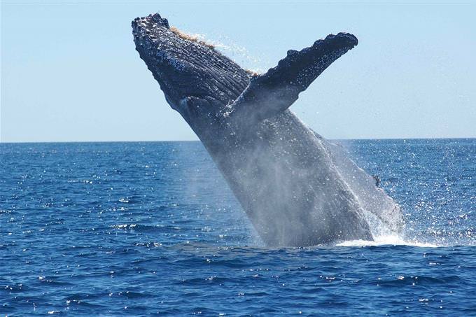baleia saltando da água