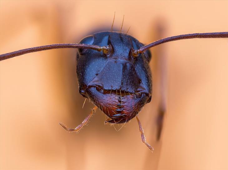 foto de insetos