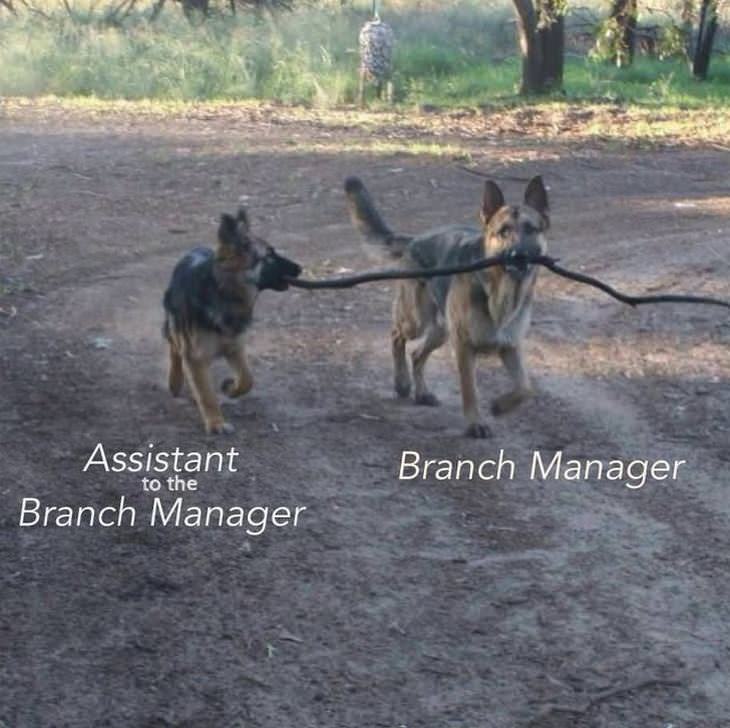 animais trabalhando em equipe