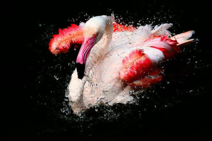 fotos flamingos