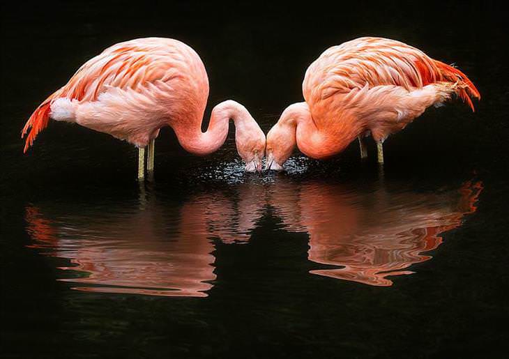 fotos flamingos