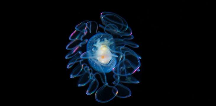 fotos de plânctons
