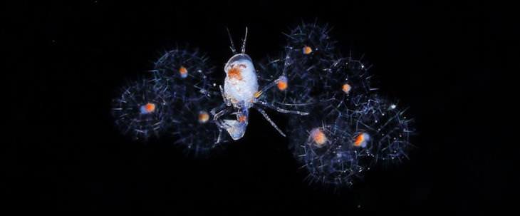 fotos de plânctons