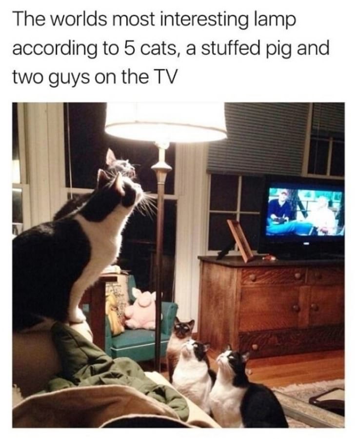 gatos engraçados