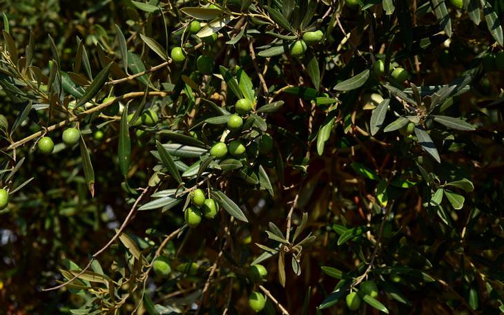 folhas de oliveira